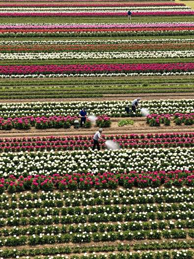 相约安徽·向春而行 | 在万亩芍药花海里“躺平”，不负春光不负卿第三张图