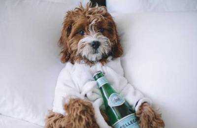 宠物疗愈民宿：情感治愈与社交消费的新浪潮