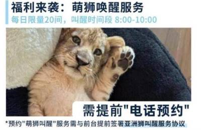 酒店提供小狮子叫醒服务 628元一晚引热议